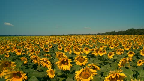 sunflower sea