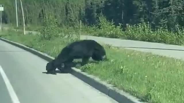 A mother and mother black bear cross the road.