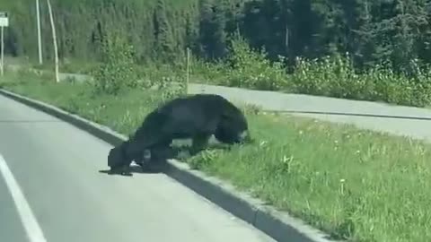 A mother and mother black bear cross the road.