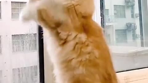 Funny Cats Videos | Aadi