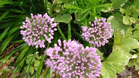 Allium