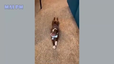 Funny Dog video
