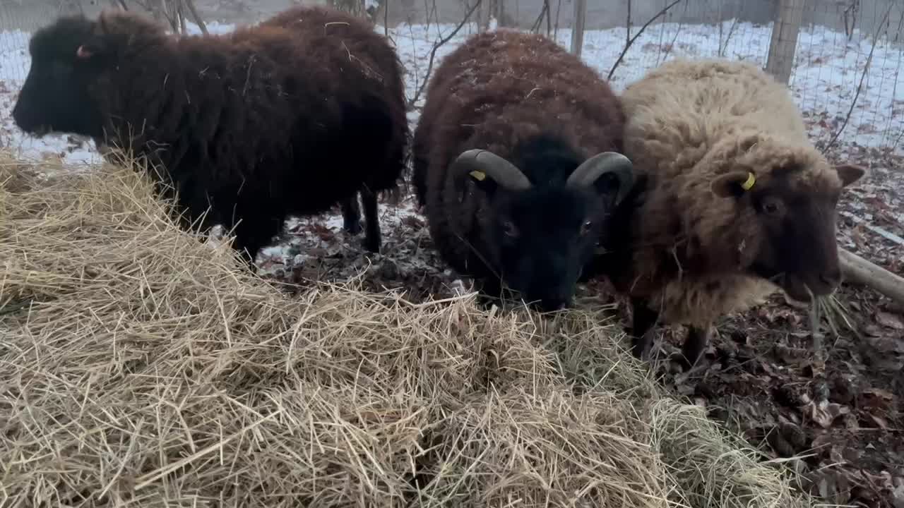 Shetland Sheep Update