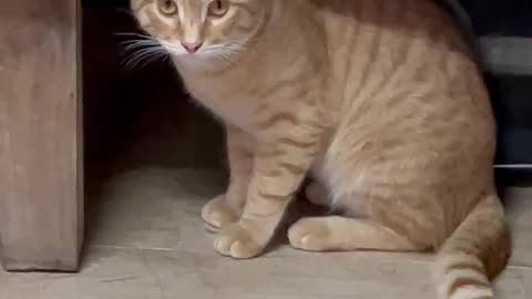 Cute and Scared Cat