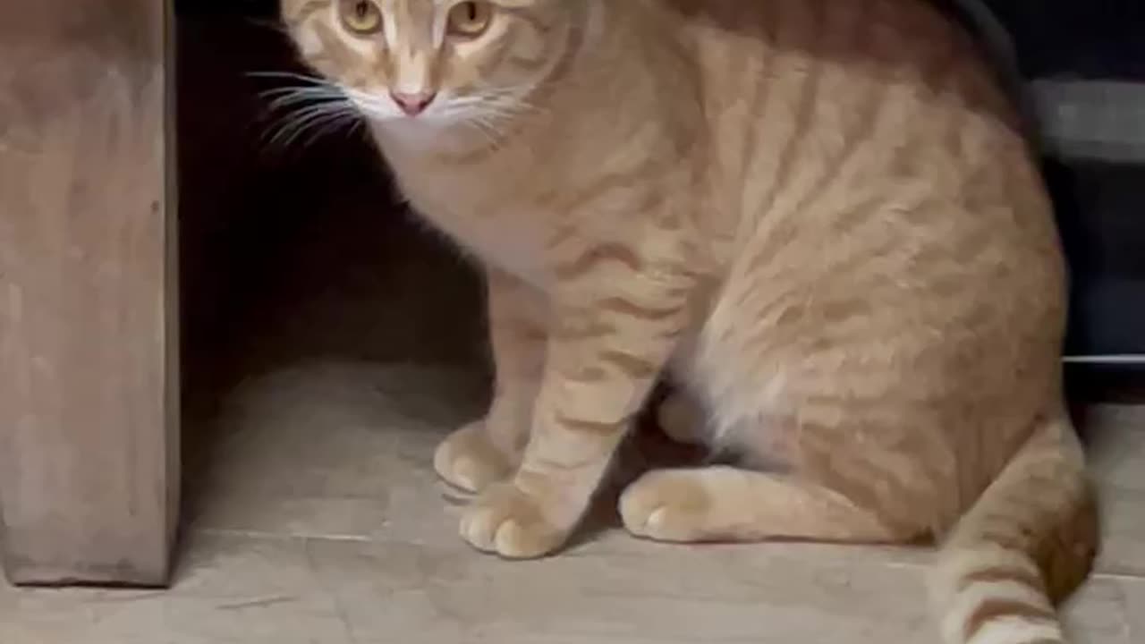 Cute and Scared Cat