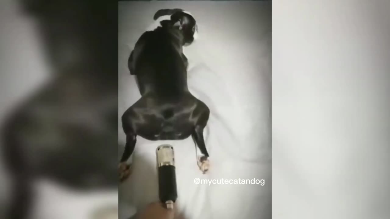 Try Not To Laugh 😂😹 - Funny Cat & Dog Video | Funny Animals Videos