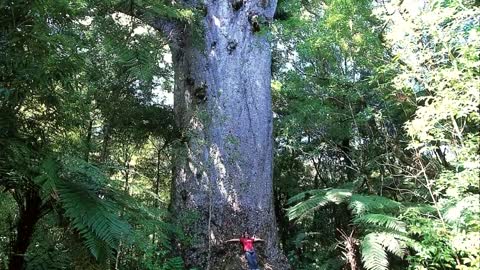 Top 5 BIGGEST Trees on Earth