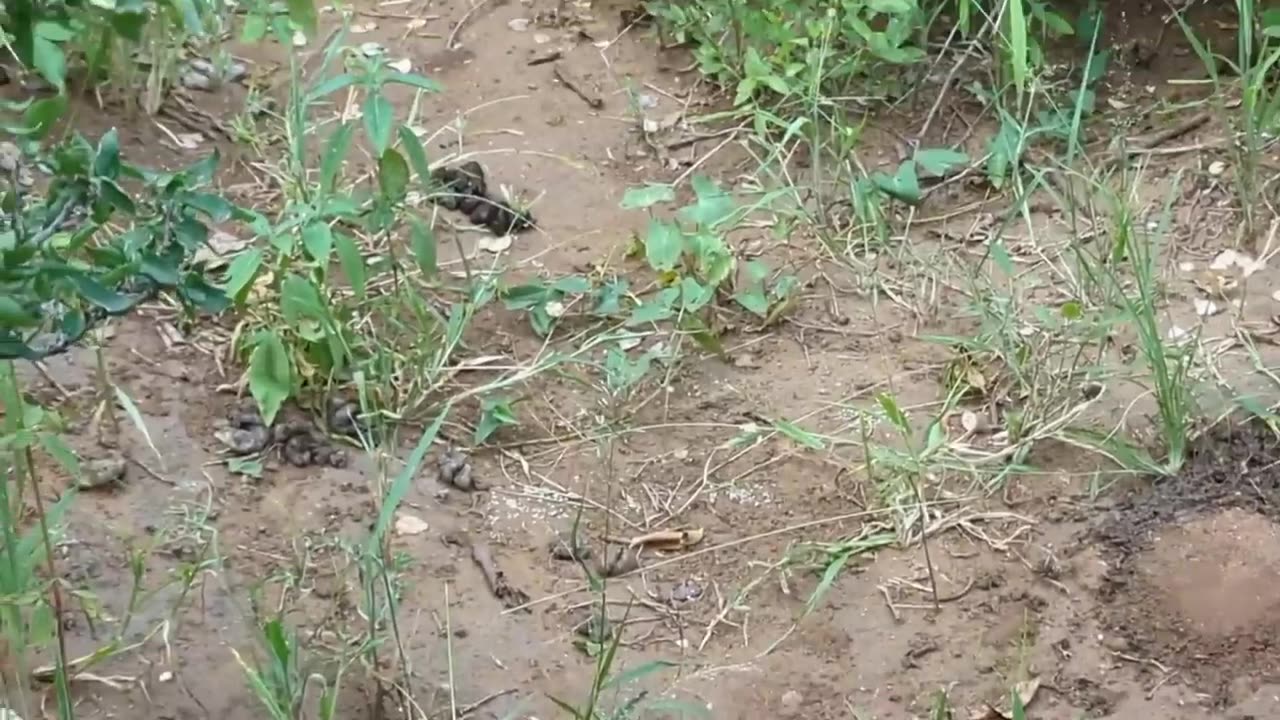 Amazing Hunt to survive
