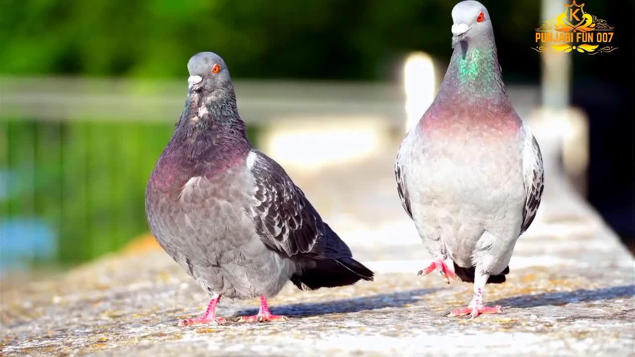Very beautiful bird, beautiful nature,cute and lovely birds