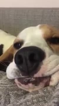 Perro suplica por comida de un modo muy gracioso