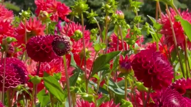 Garden dahlia therapy