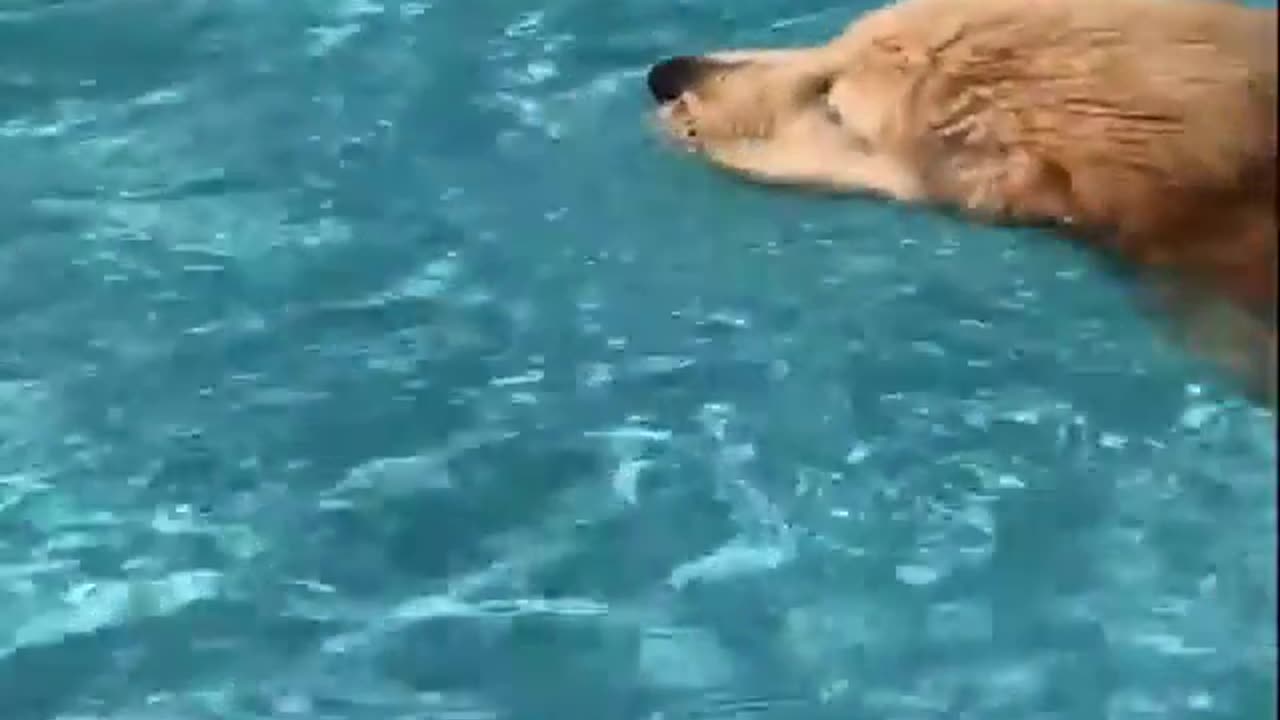 dog swimming pool