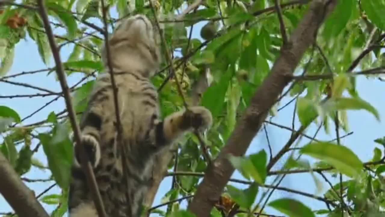 My funny cat