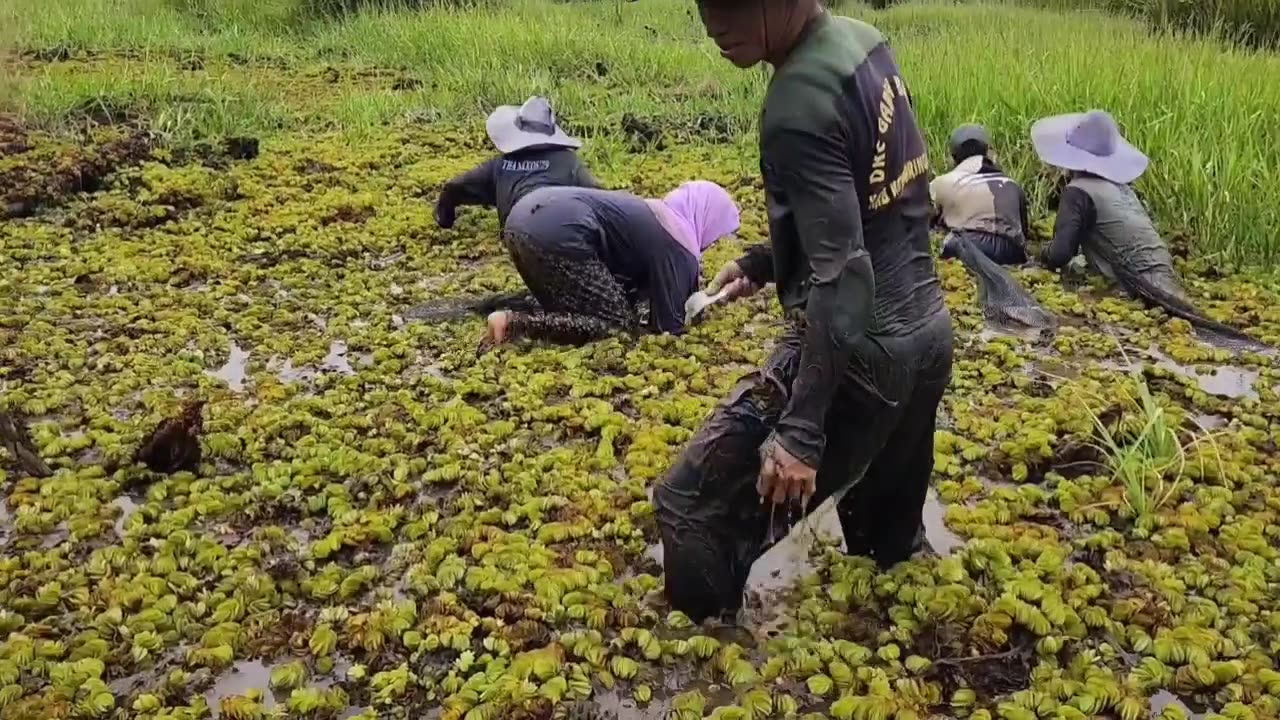 This is how my mother harvests biawan fish, a magical hand that has no rival