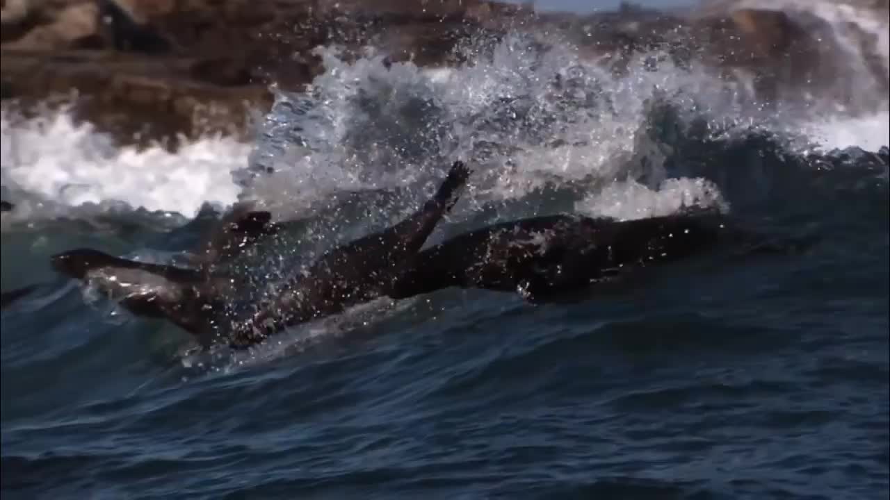 Shark taking eagle in deep blue sea