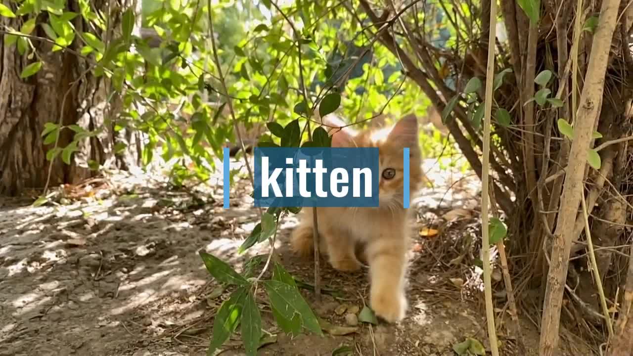 Enjoy the cute cat's first outing together.