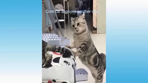 Cat annoys other one|| Cute cats|| cute cat video video|| Trending cute cat video||#shorts video||"