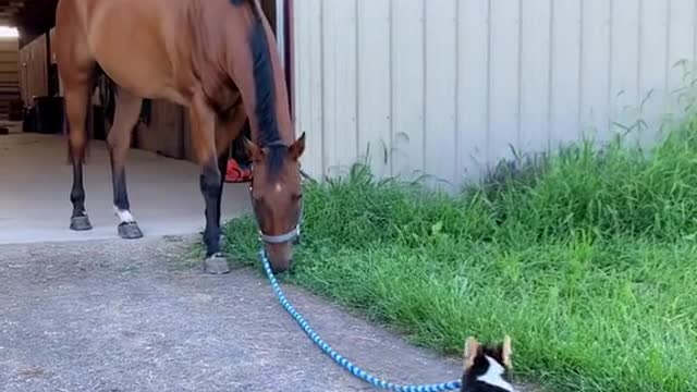 Do you think the dog can pull the horse?