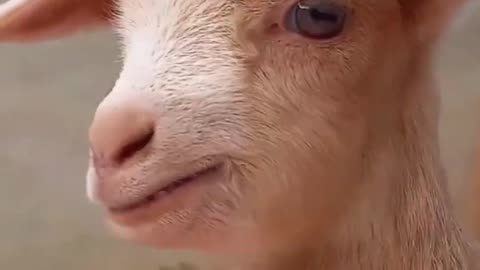 Cute Goat