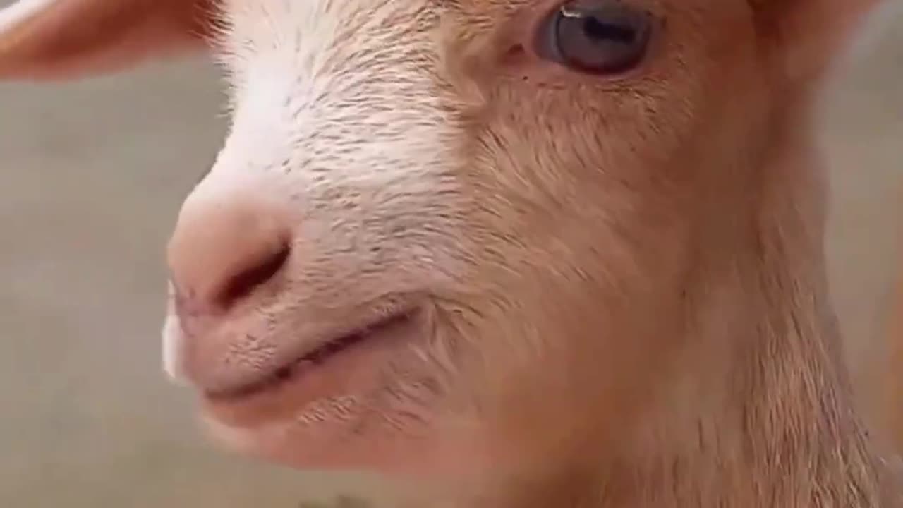 Cute Goat