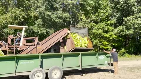 It's harvest season for Tobacco, Cotton and Peanuts in Northampton and Halifax Counties!