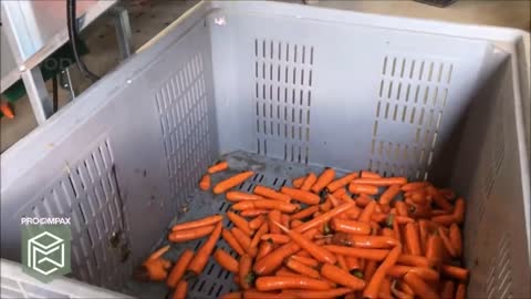 Carrot Juice Making Process | Modern Carrots Harvesting Machine | How Carrot Juice Is Made