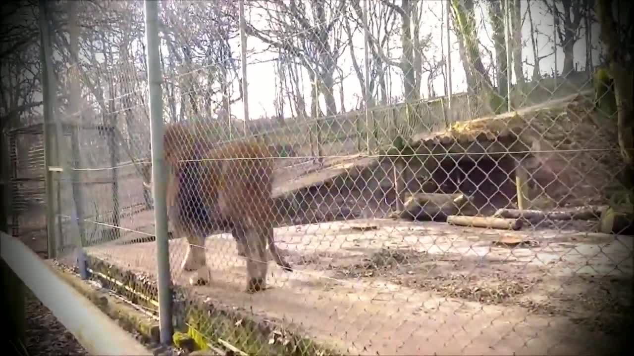 Male Lion Roaring, Dartmoor Zoo, England UK