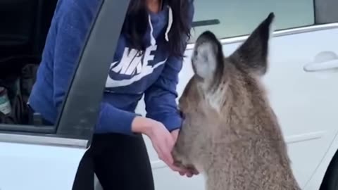 Adorable deer sure is friendly