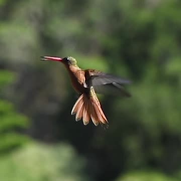 😮THE ONLY BIRD IN THE WORLD THAT CAN FLY BACKWARDS 💚