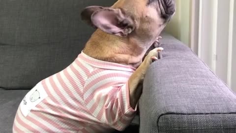 📹 Which French Bulldog Is Your Spirit Animal? 😂
