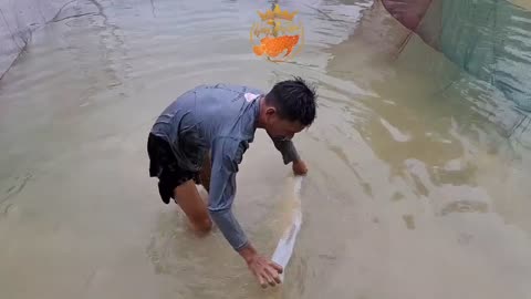 Arowana fish farm