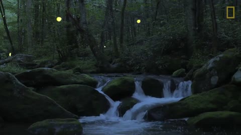 Watch Fireflies Glowing in Sync to Attract Mates _ National Geographic - YouTube