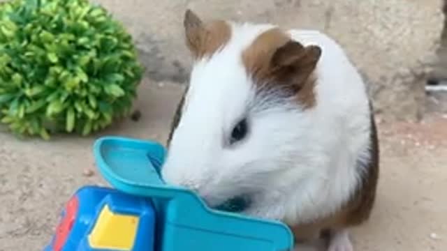 Wow Very Cute and Lovely Pets, Funny Pet Videos, Tik Tok Animals. #Shorts