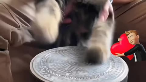 #cat