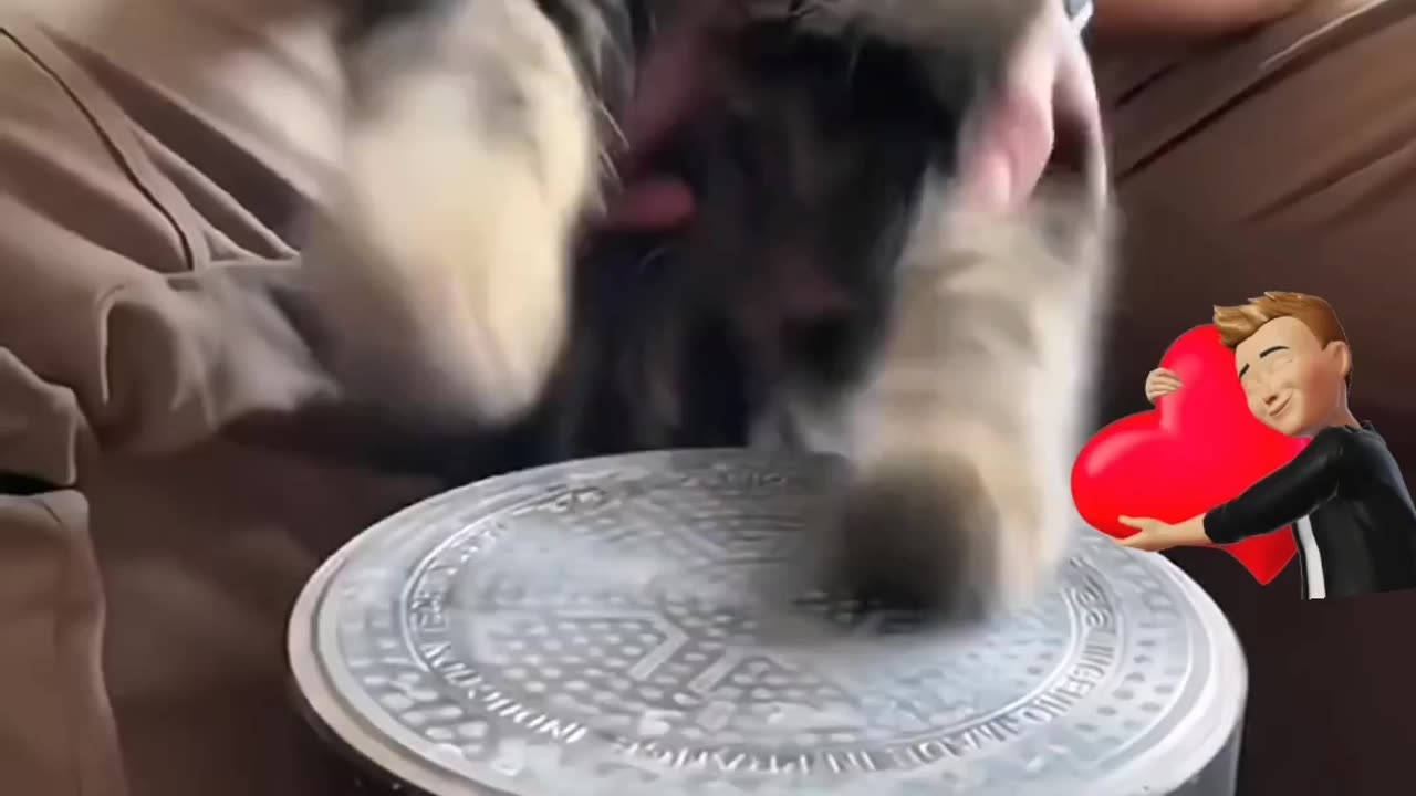 #cat