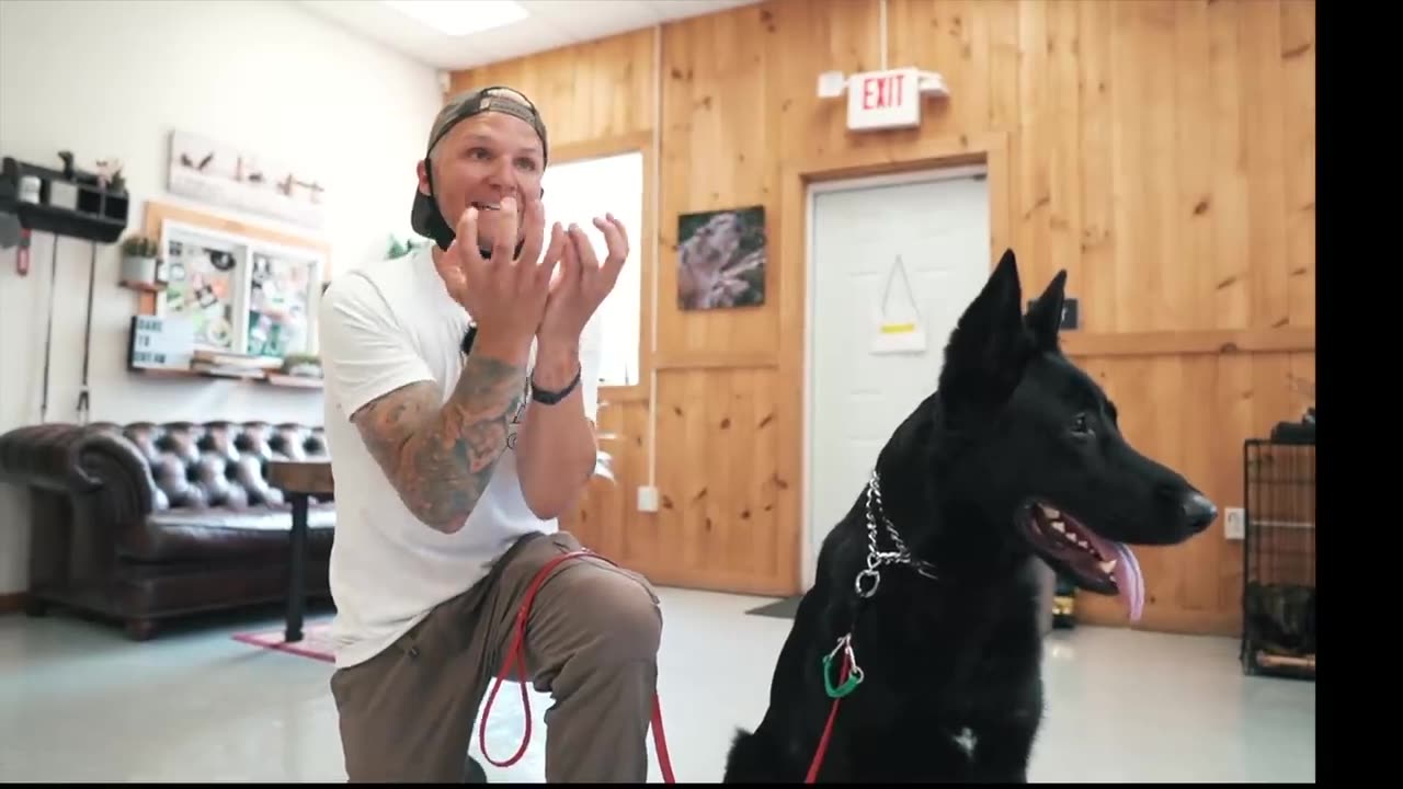 AGGRESSIVE GERMAN SHEPHERD BITES HIS OWNER DURING TRAINING!