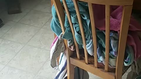 Orange Twin Kitties love Laundry