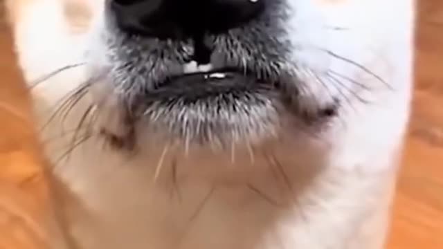 The funniest cats and dogs videos of 2022