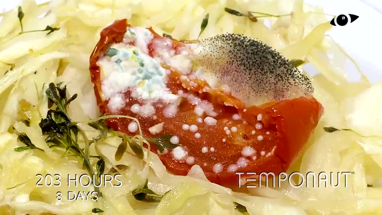 Colesalad Timelapse