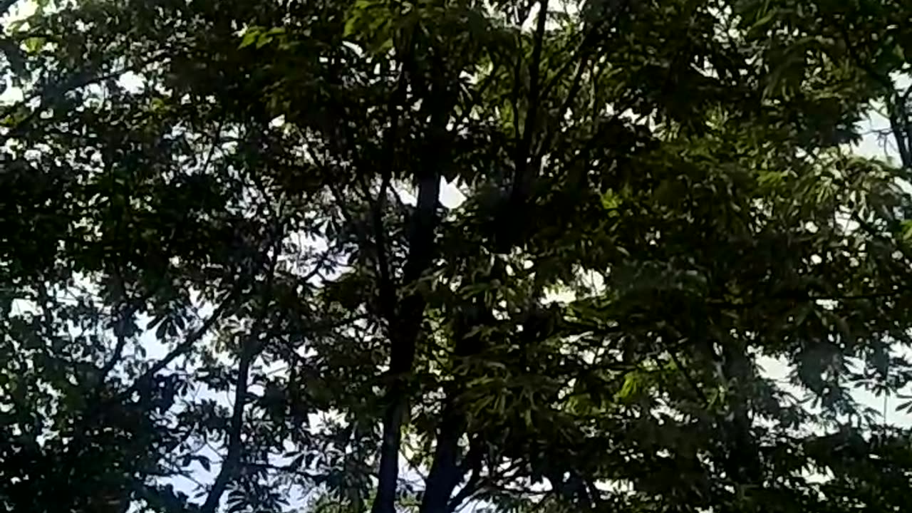 Crow is a preching bird in north america