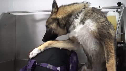 Whoever bred this dog must be nuts _ Husky and WHAT_