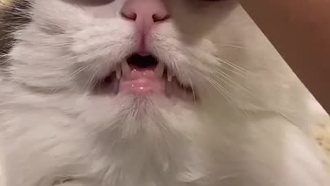 Grab Your Cat's Head