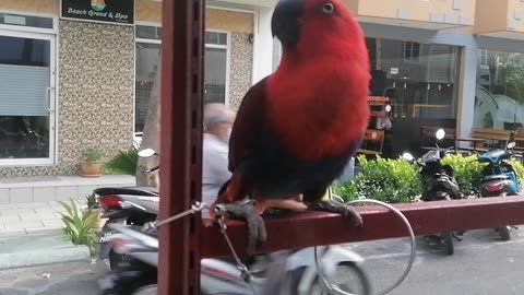 Parrot In Maldive