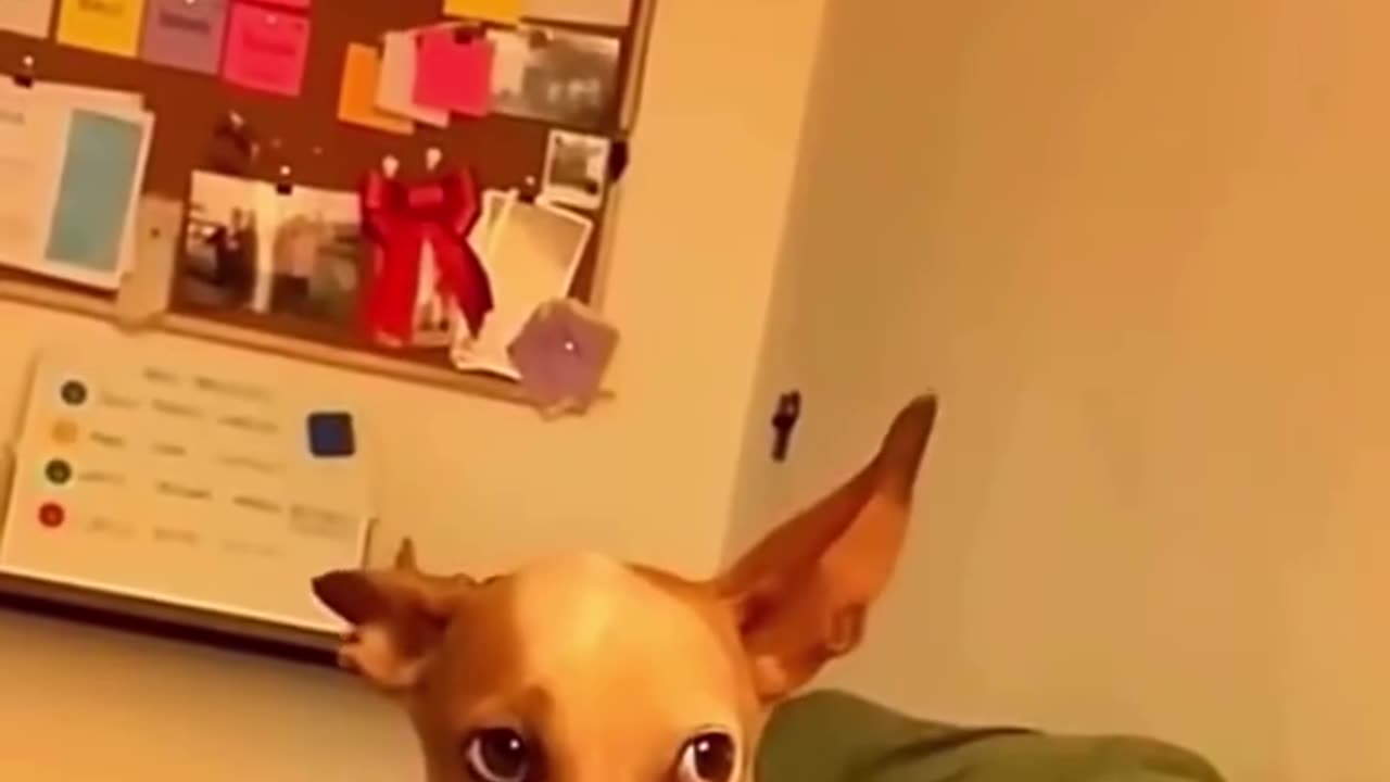 Laying dog