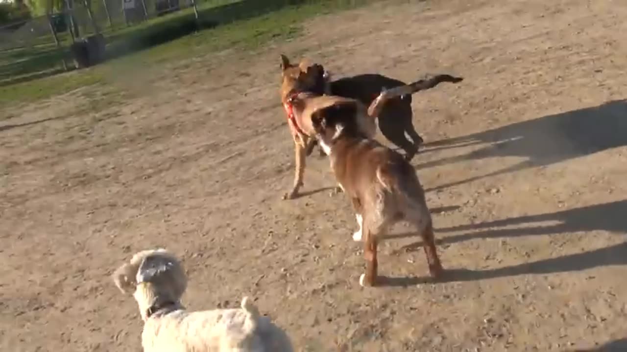 Bulldog fight