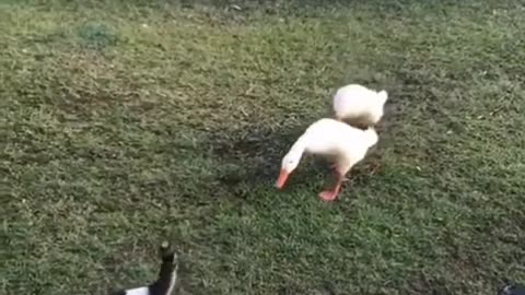 Kitten Prank the ducks 😂😂😂