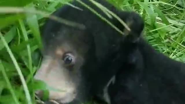 This bear's cubs are so cute