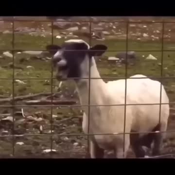 Funniest Memes I Found On The Internet #viral #meme #viral