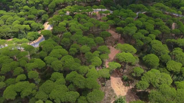 Floresta e estrada