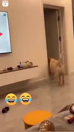 Chien 🐕🐕🐕🐕 funny